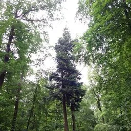 Weißtanne