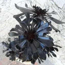 Tree Aeonium