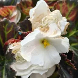 African violet