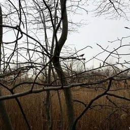 serviceberries