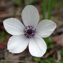 Anemone coronaria