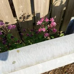 Aquilegia