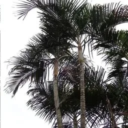 Areca-Palme