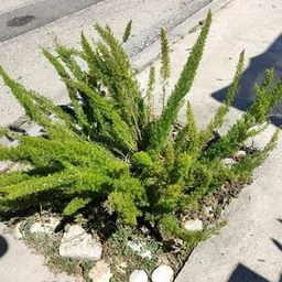 Sprenger's Asparagus