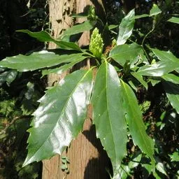 Japanese laurel