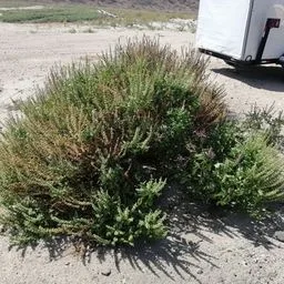 Busuioc