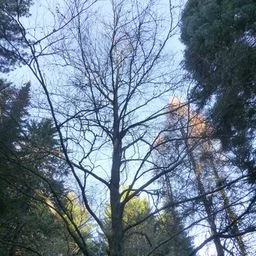 European beech