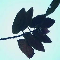 Begonia a pois