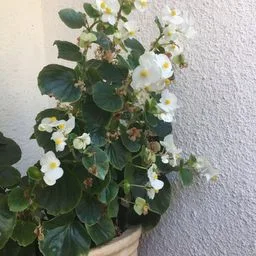 Begonia dei giardini