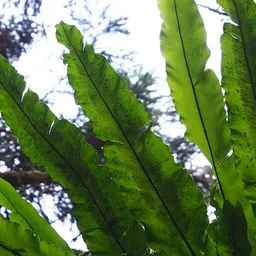 Bird’s nest fern