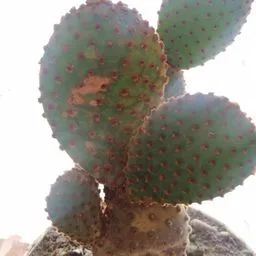 Bunny ears cactus