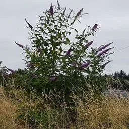 Butterfly bush