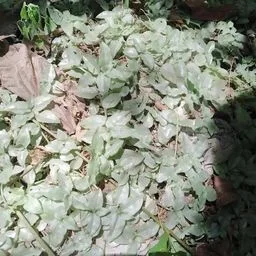 Callisia strisciante