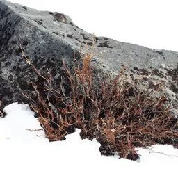common heather