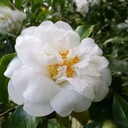 Camelie