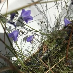 bellflowers