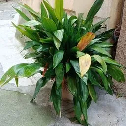 Cast iron plant