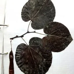 Judasbaum