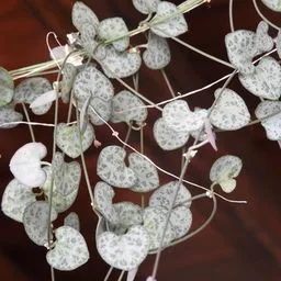 Rosary Vine