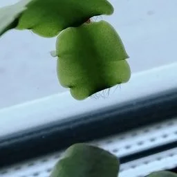 Christmas cactus