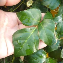 Cissus