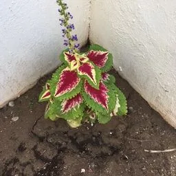 Coleus