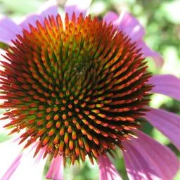 Purple coneflower