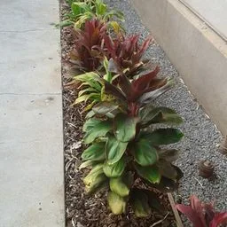 Cordyline