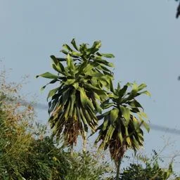 Corn plant