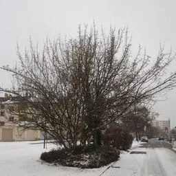 Cornelian cherry