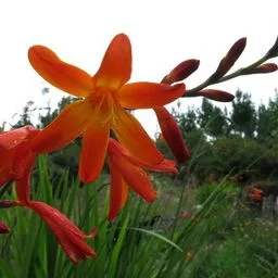 Crocosmia
