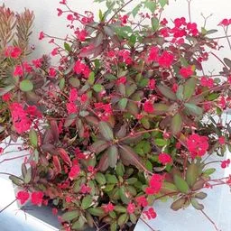 Crown of thorns