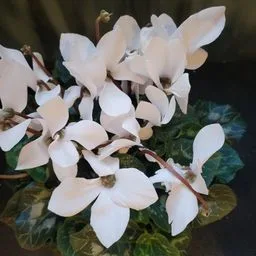 Cyclamen