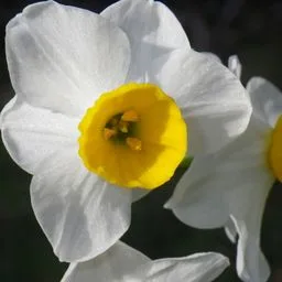 Daffodil