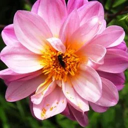 Dahlie