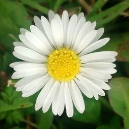 Daisy
