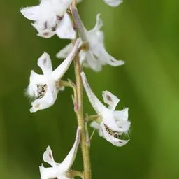 Rittersporne
