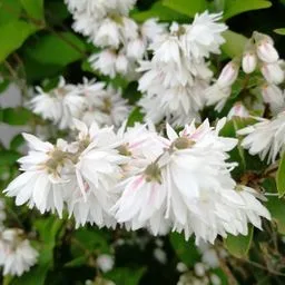 Deutzias