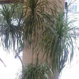 Dragon tree