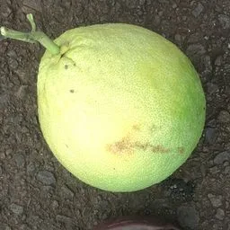 Meyer lemon
