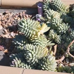 Echeveria elegans