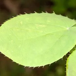 barrenworts