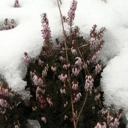 Spring Heath