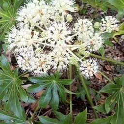 Japanese aralia