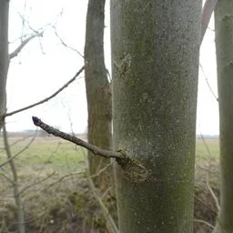Gemeine Esche