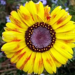 Gaillardia