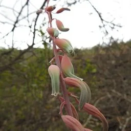 Gasterias