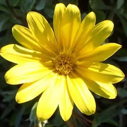 Treasure Flowers