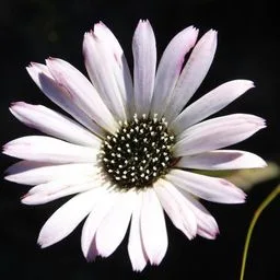 Gerbera Daisies