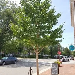 Ginkgo